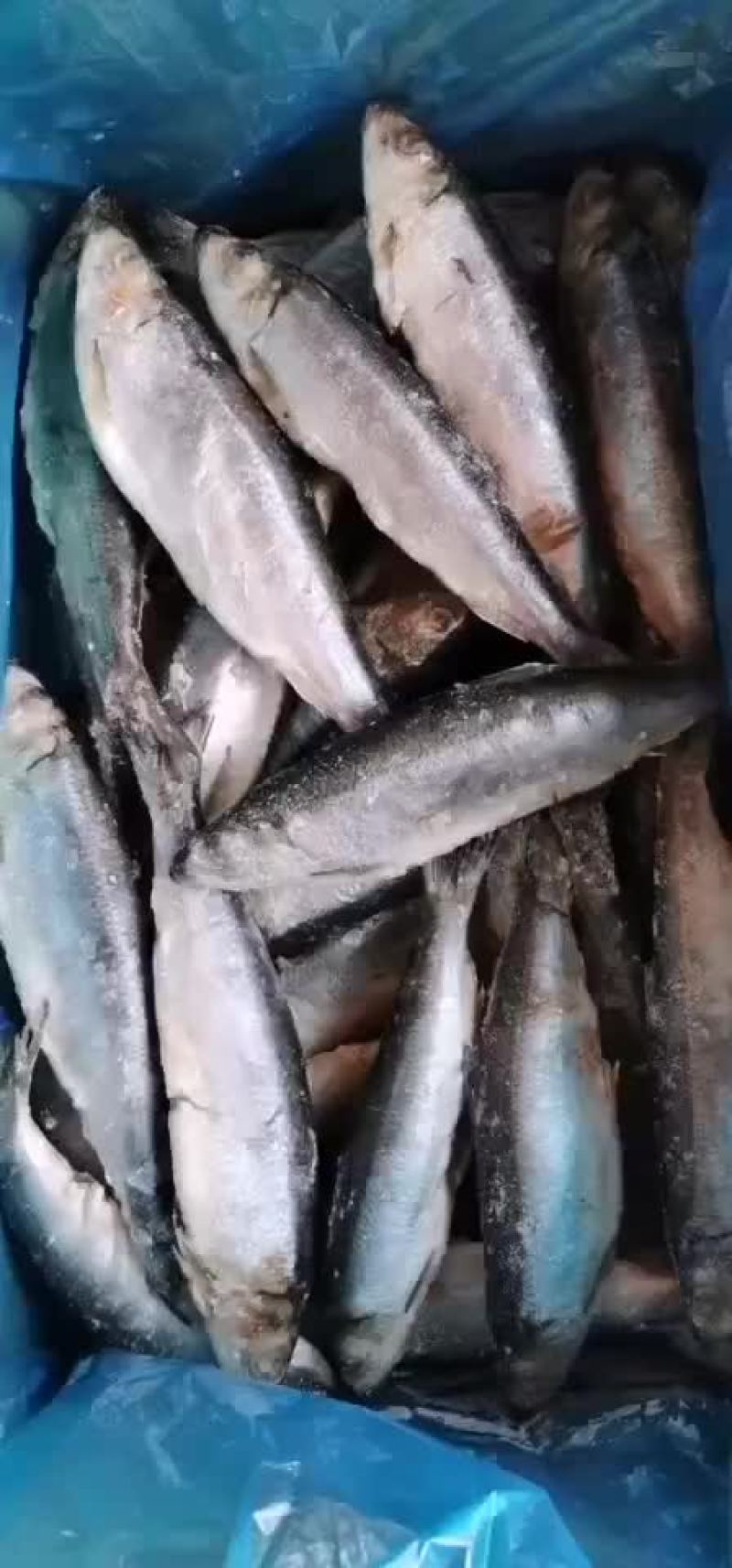 单冻去内胀青鱼，一条四两左右