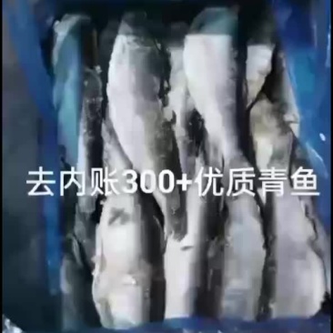 单冻去内胀青鱼，一条四两左右