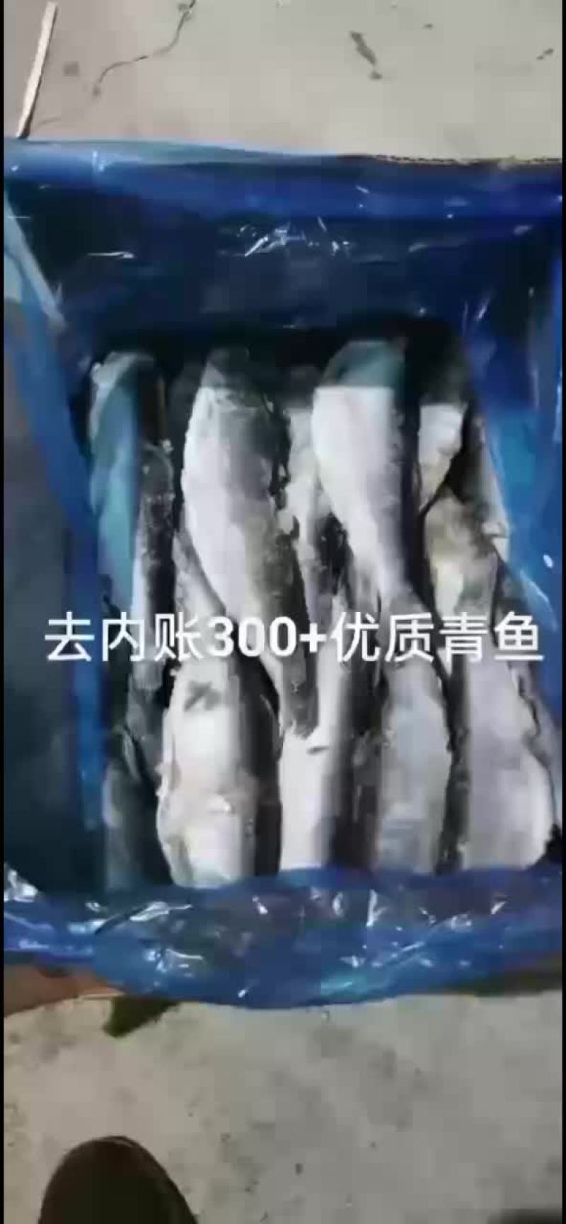 单冻去内胀青鱼，一条四两左右