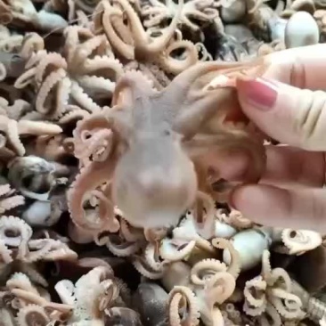 八带鱼