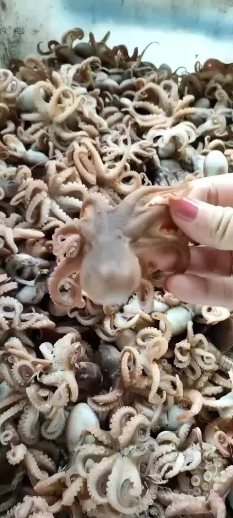 八带鱼