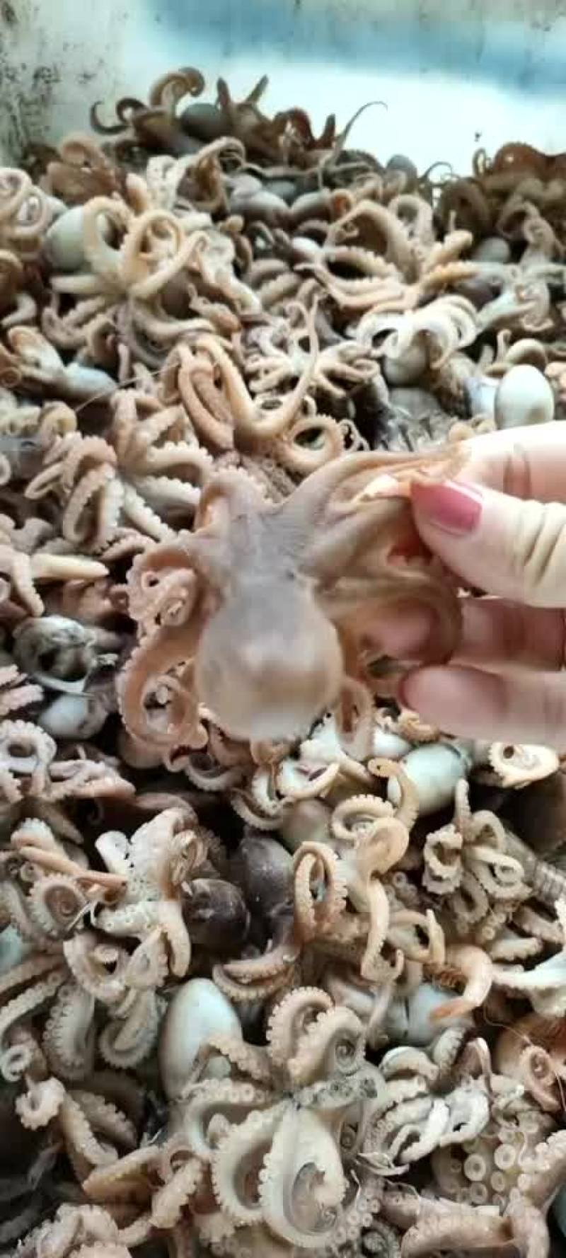 八带鱼