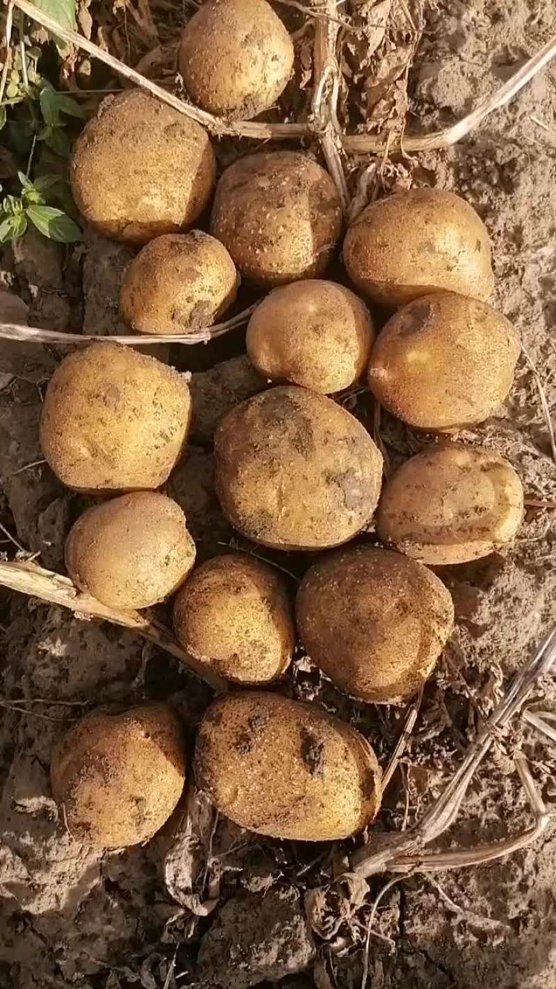 麻皮黄心延薯十三市场货平台货都有