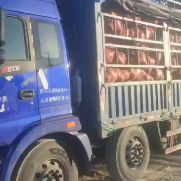 出货中