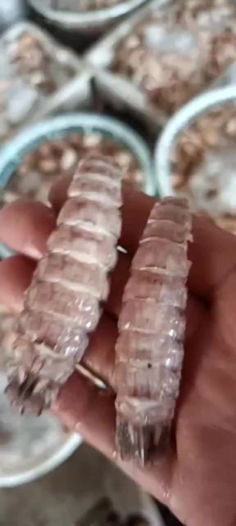 皮皮虾肉开始加工