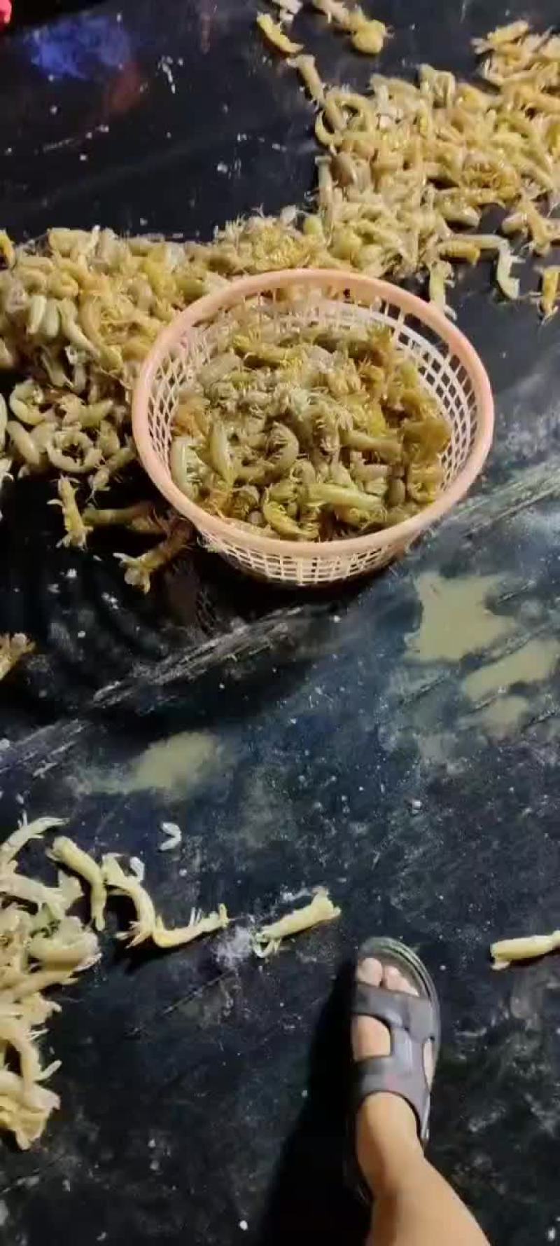 皮皮虾肉开始加工