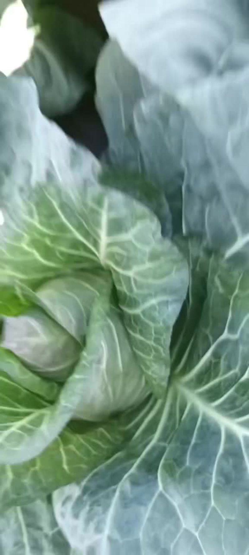 牛心菜