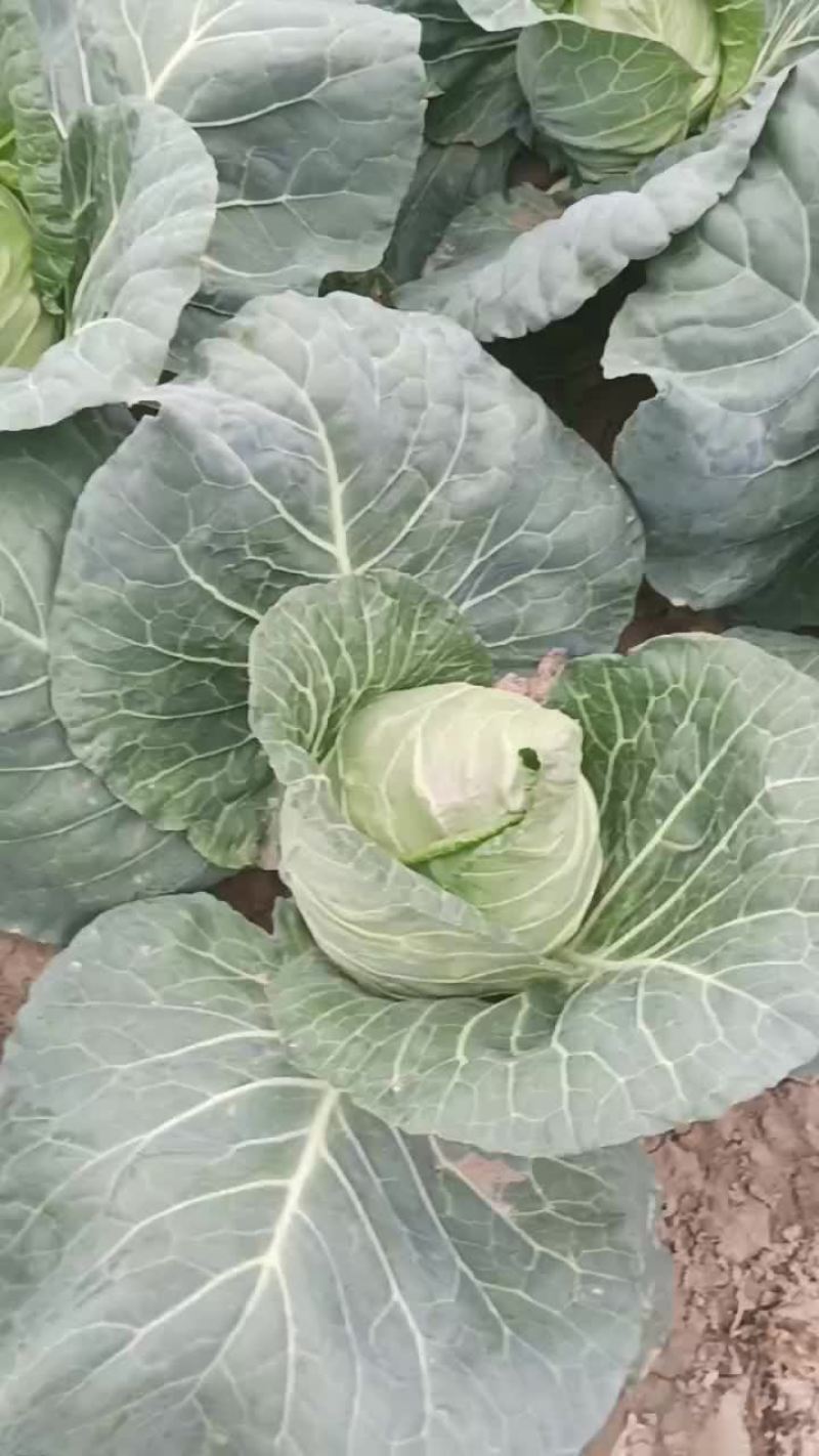 牛心菜