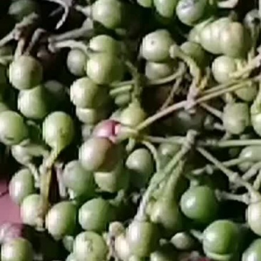 山苍籽树苗，供应优质高产投资小见效快，好管理，易种。