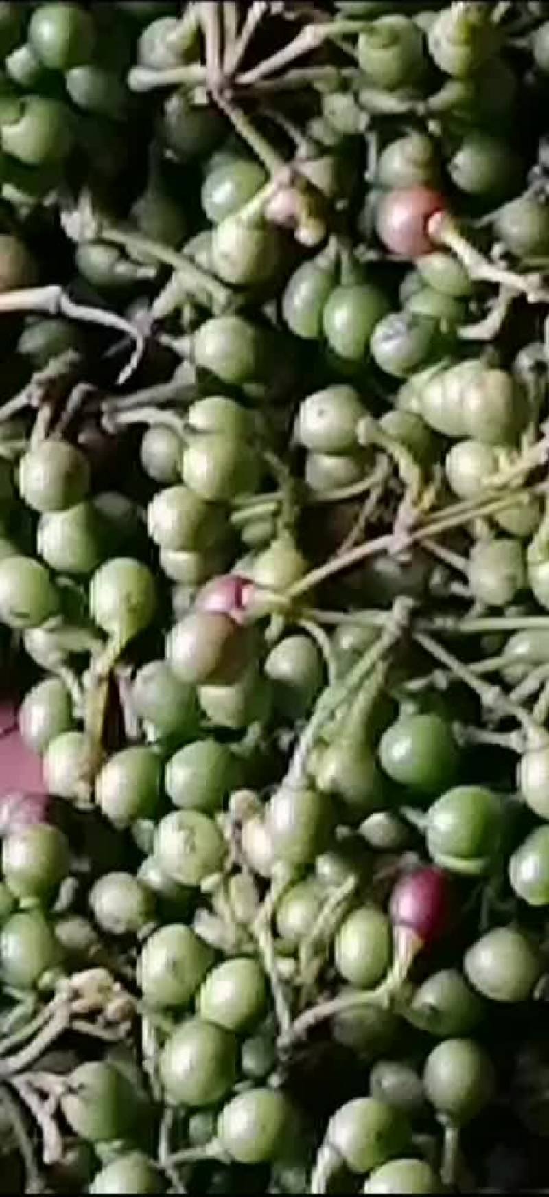 山苍籽树苗，供应优质高产投资小见效快，好管理，易种。