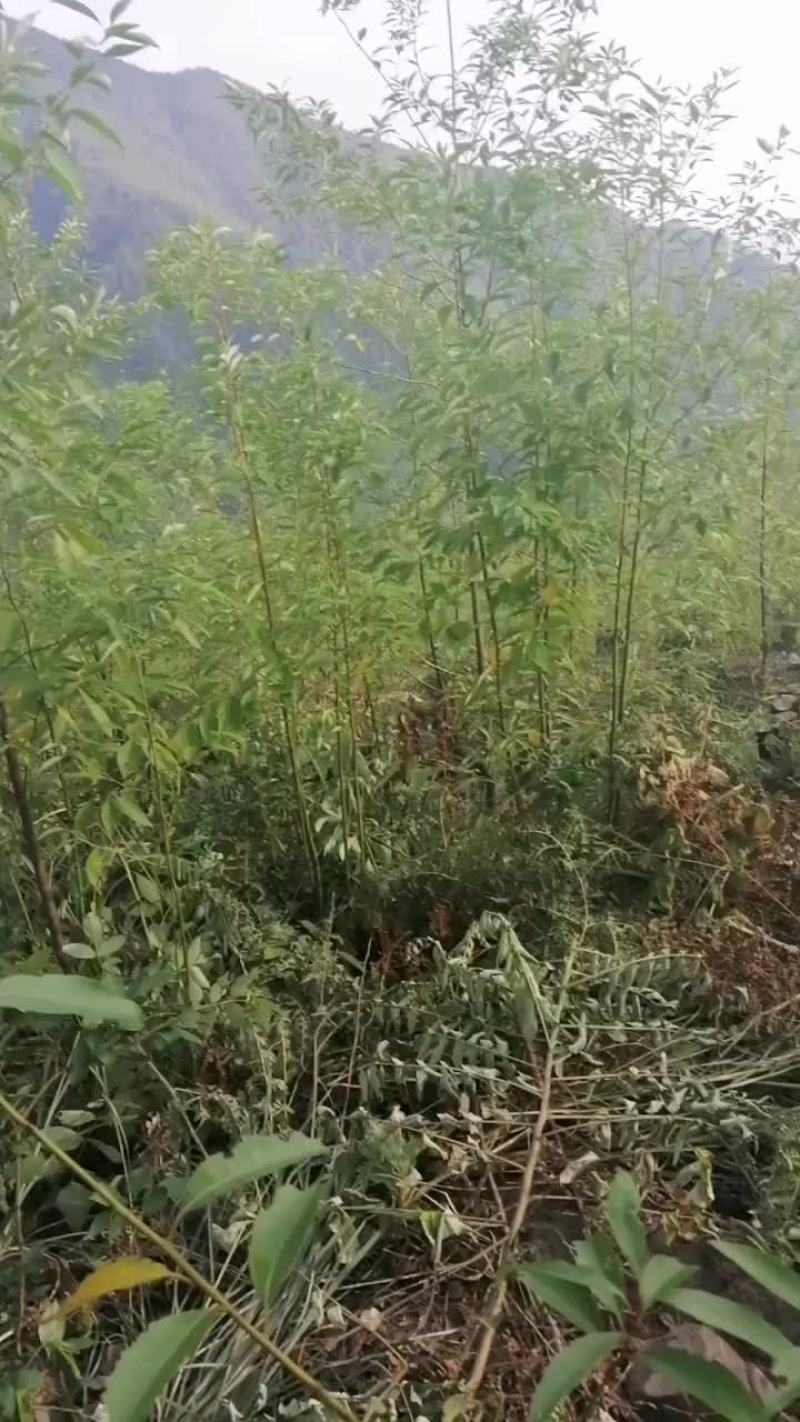 山苍籽树苗，供应优质高产投资小见效快，好管理，易种。
