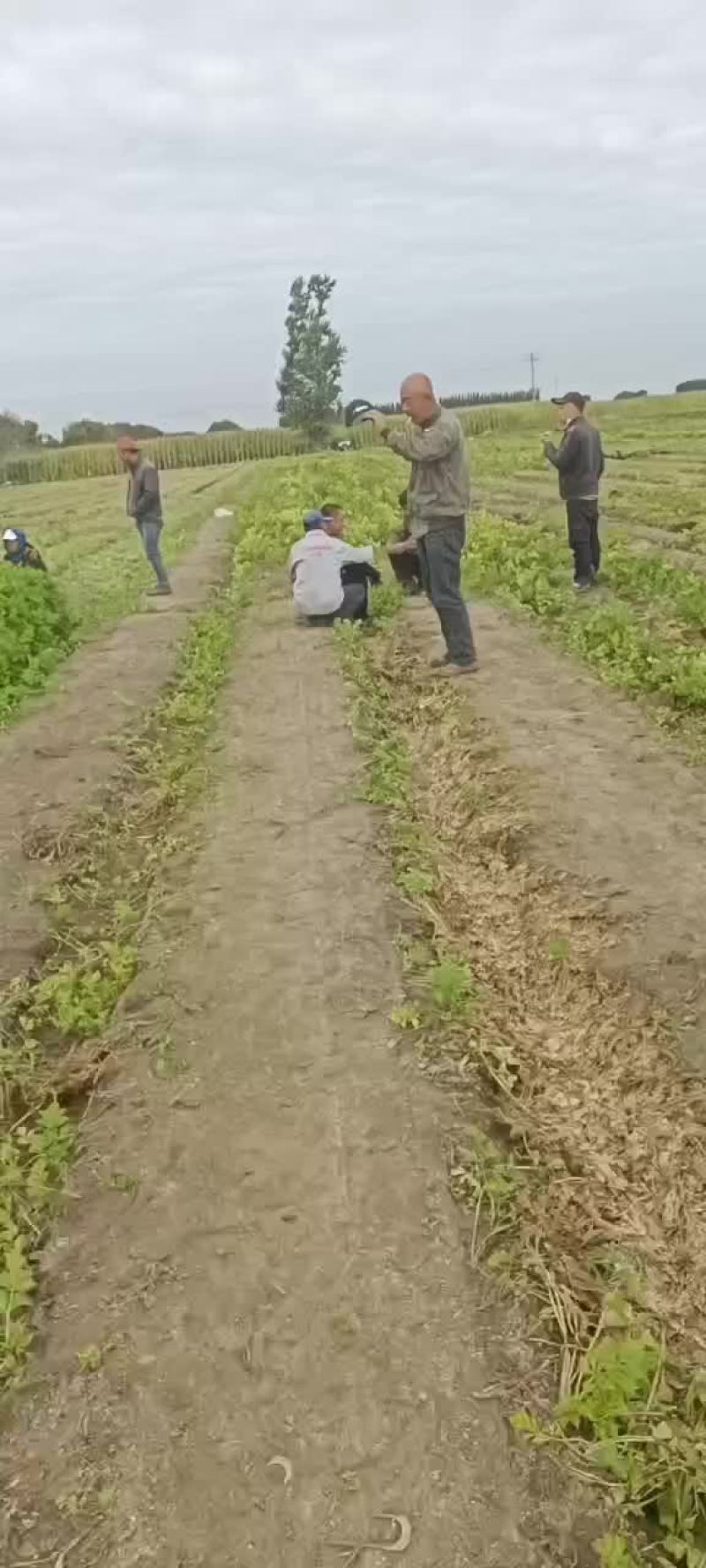 精品芹菜