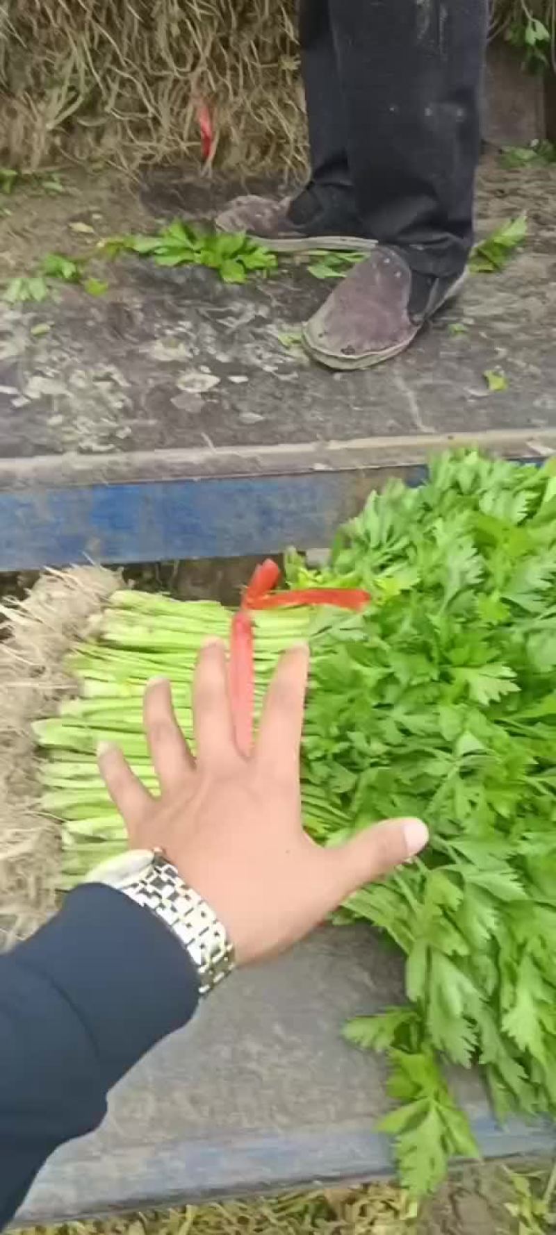 精品芹菜