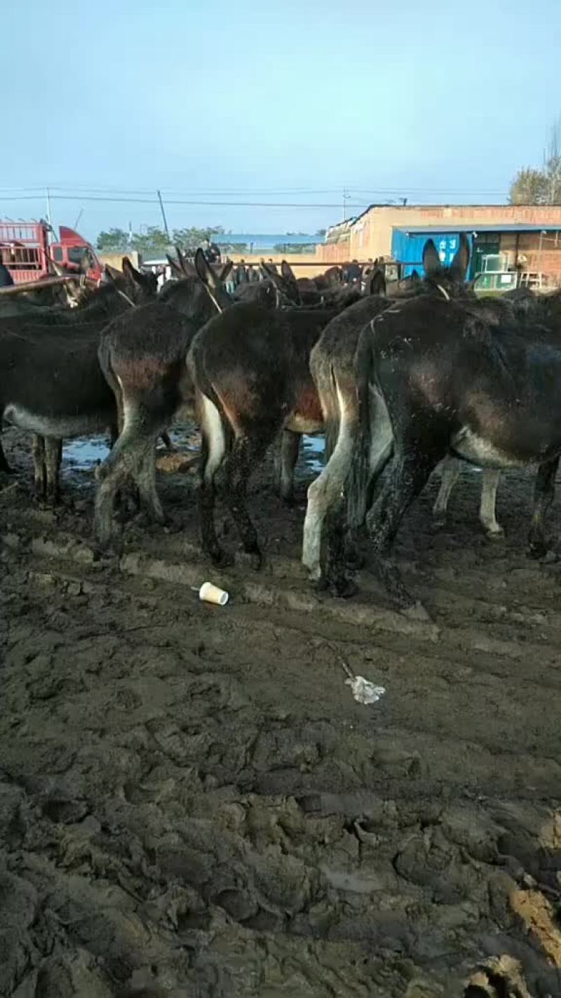 出售肉驴