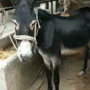 出售肉驴