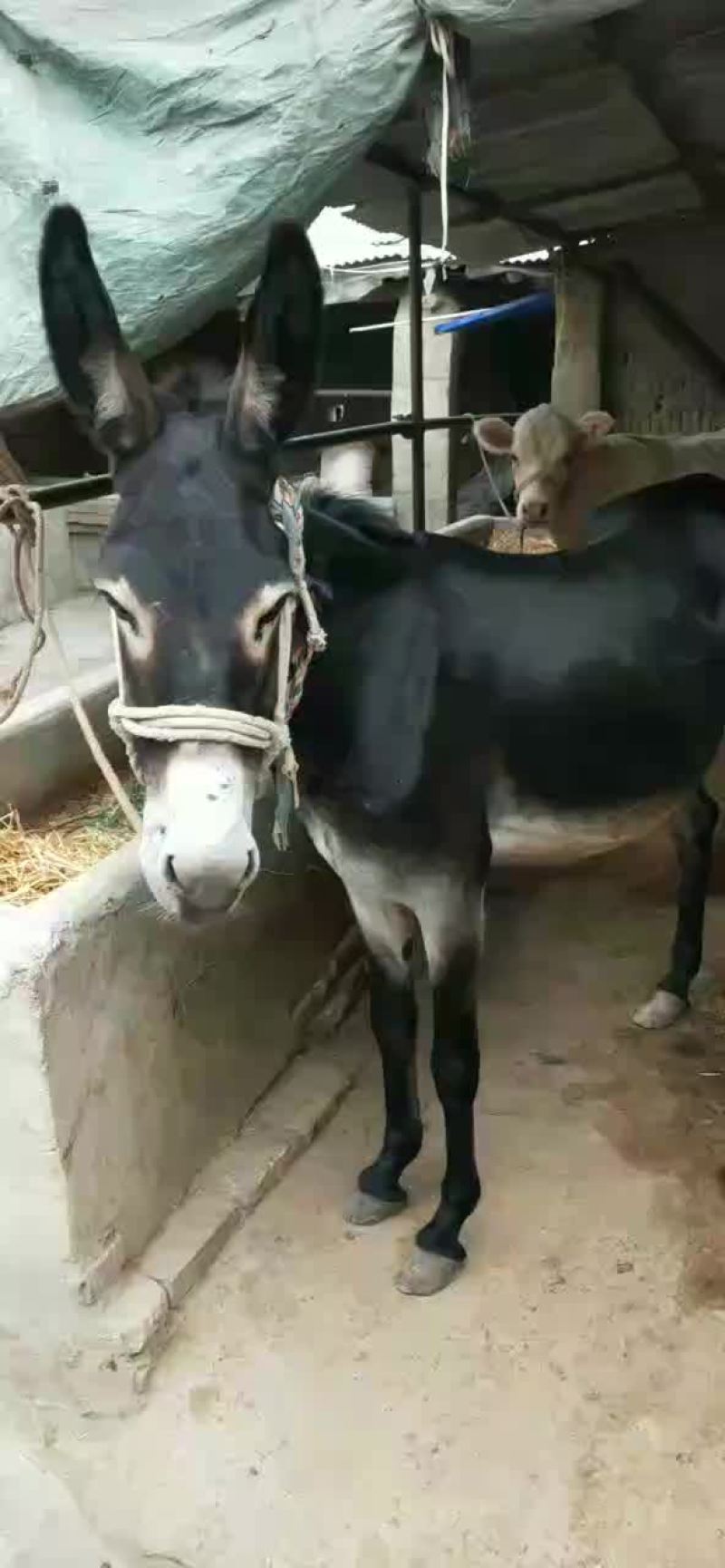出售肉驴