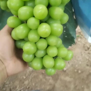 阳光玫瑰葡萄