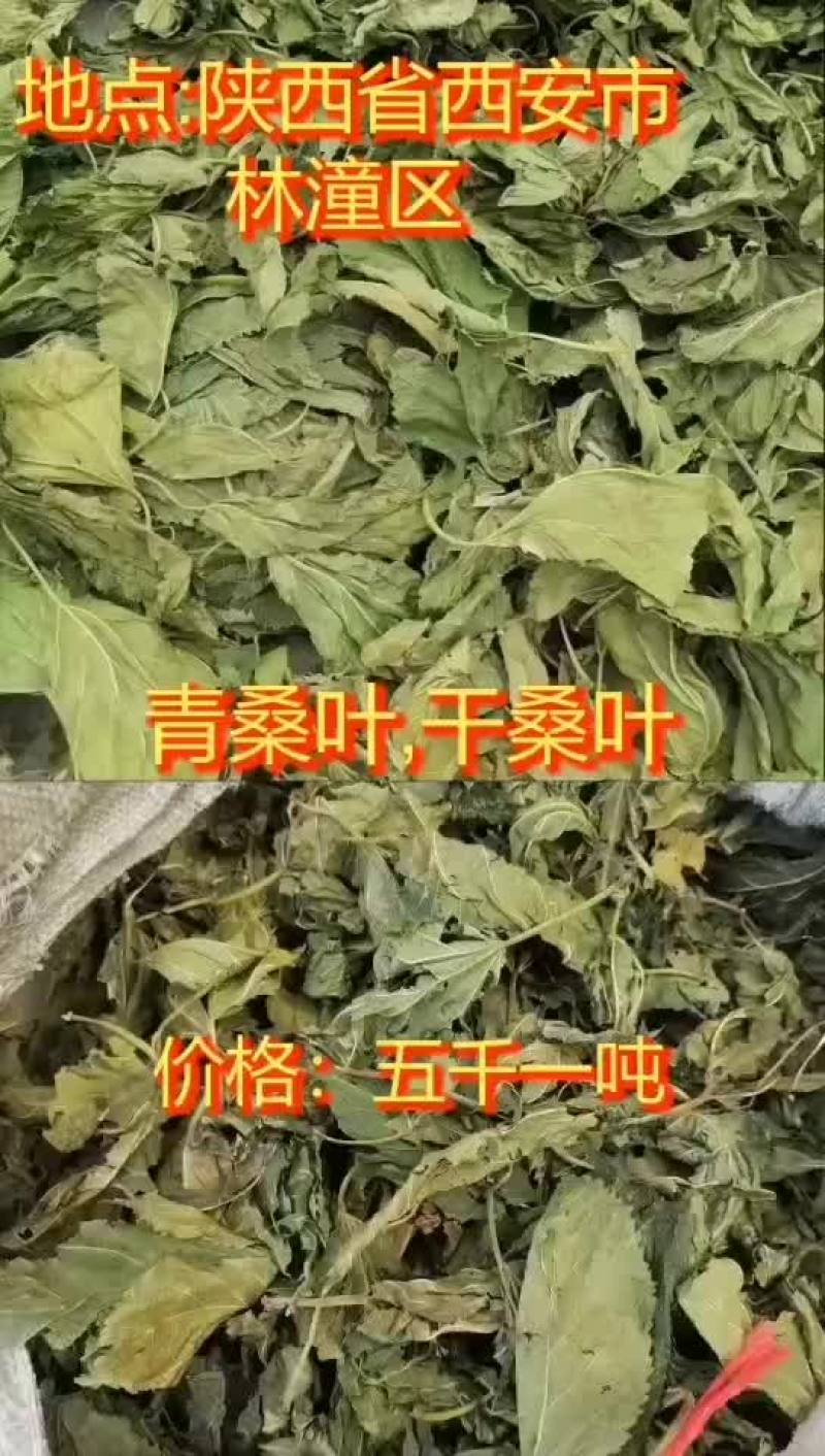 青霜桑叶销