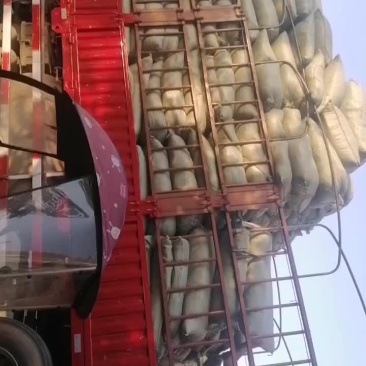 青霜桑叶销