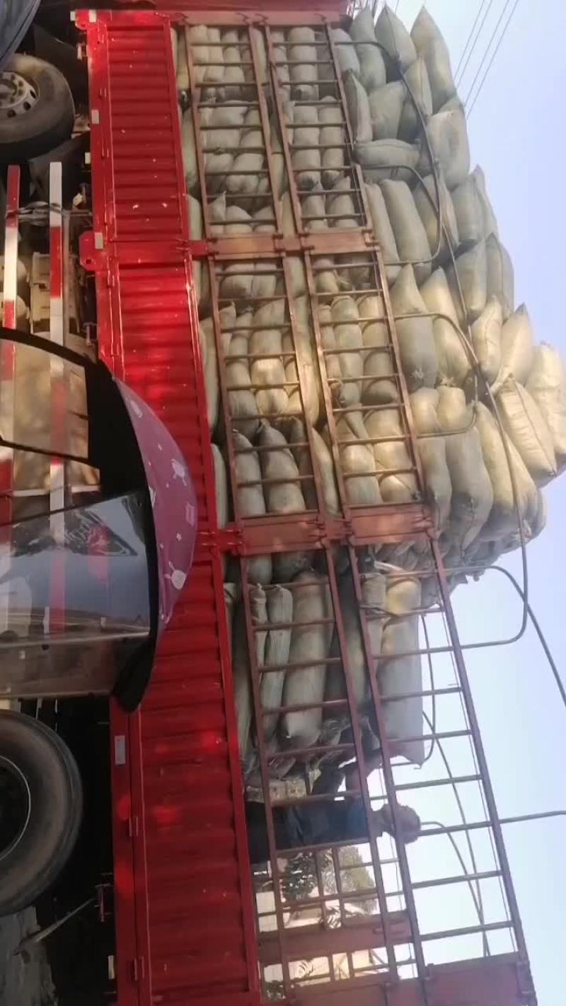 青霜桑叶销