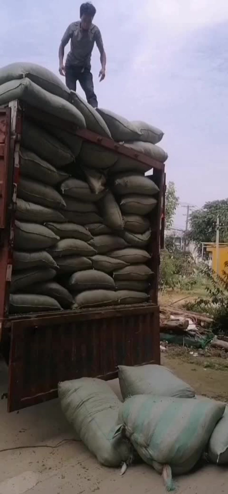 青霜桑叶销
