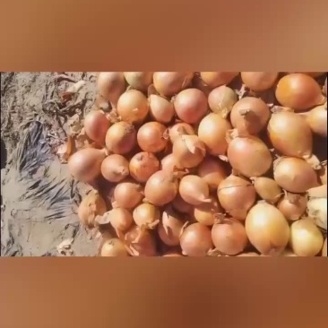 出口黄葱，大量有货，价格略高