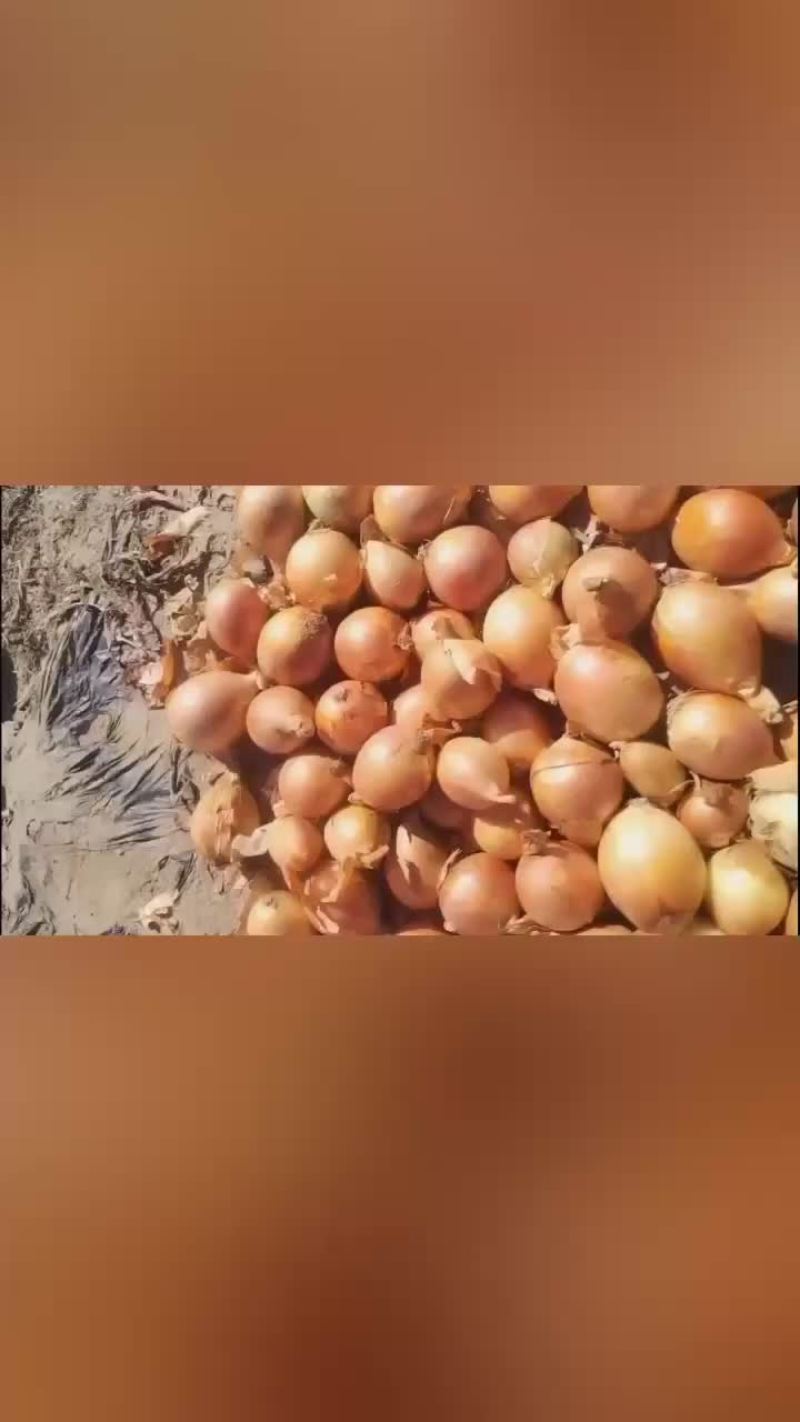 出口黄葱，大量有货，价格略高