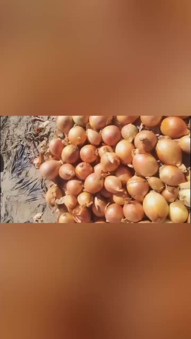 出口黄葱，大量有货，价格略高