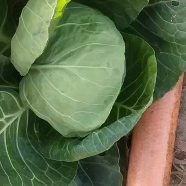 甘蓝9.12号能砍