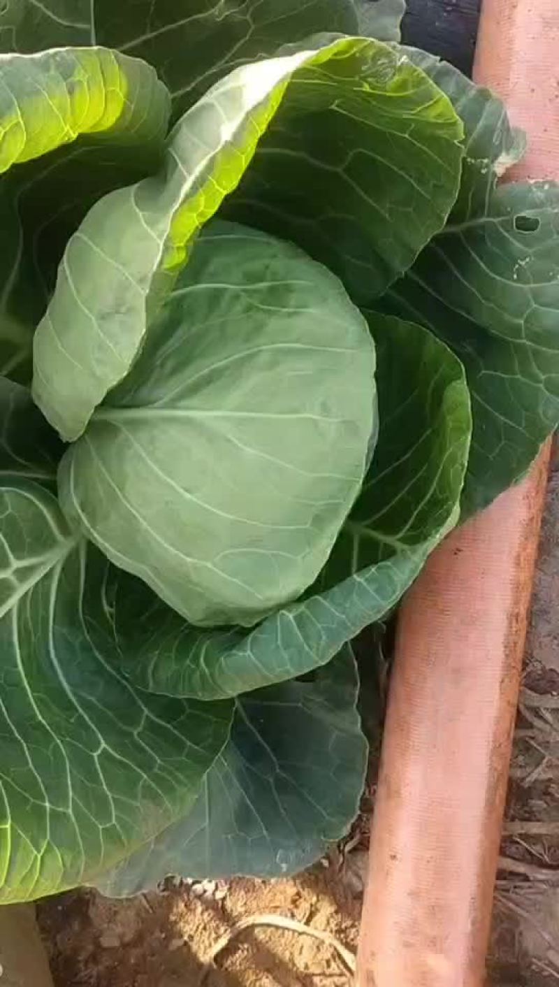 甘蓝9.12号能砍
