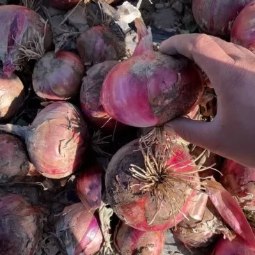 3000亩陕西红洋葱🧅开挖