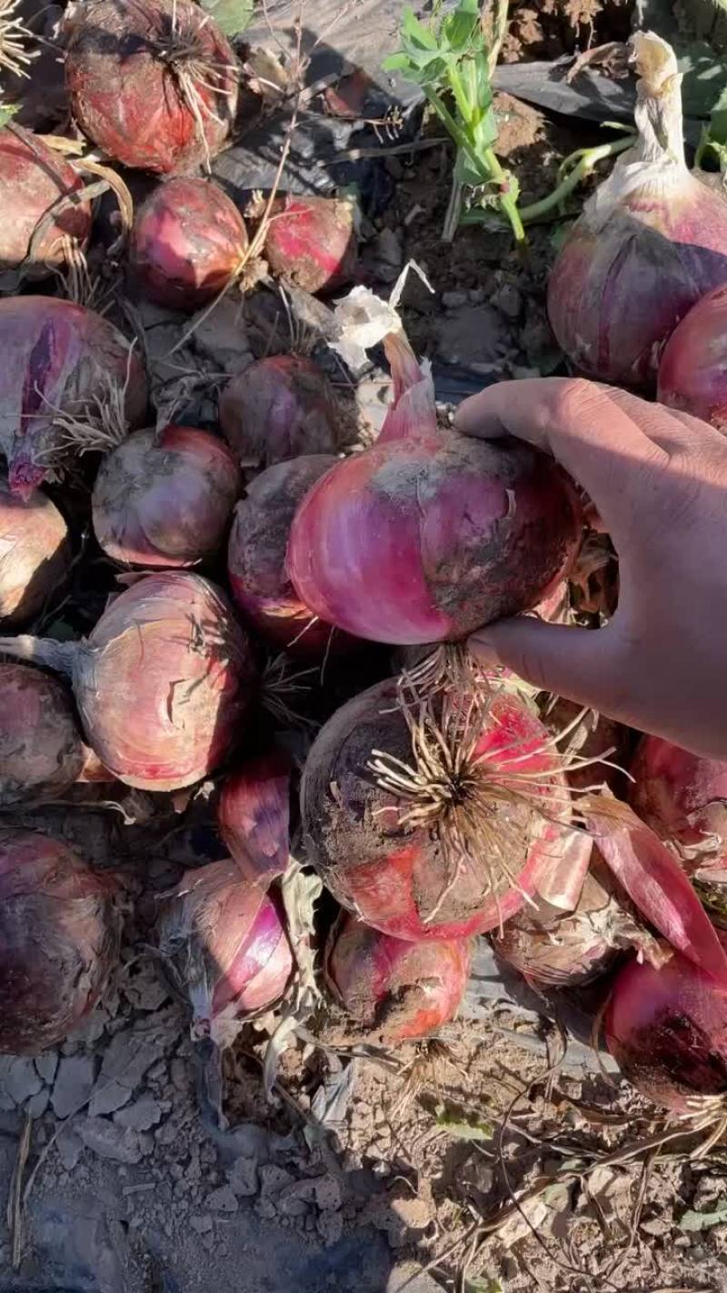 3000亩陕西红洋葱🧅开挖