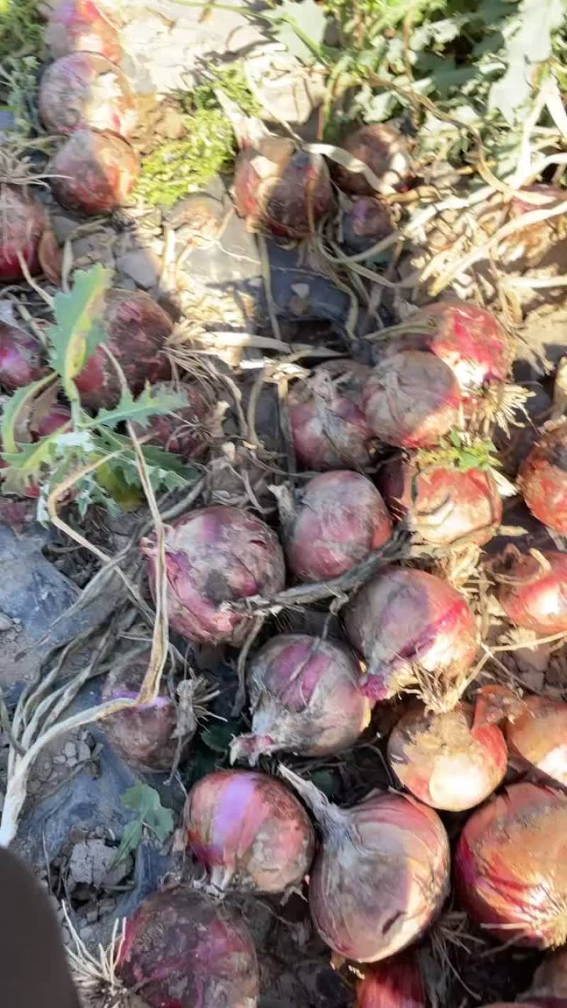 3000亩陕西红洋葱🧅开挖