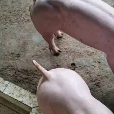 育种级英系大约克公猪母猪