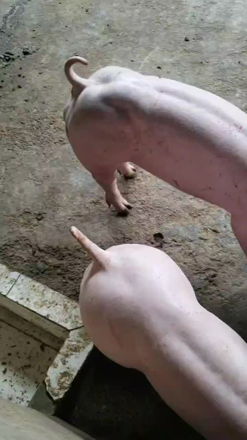 育种级英系大约克公猪母猪