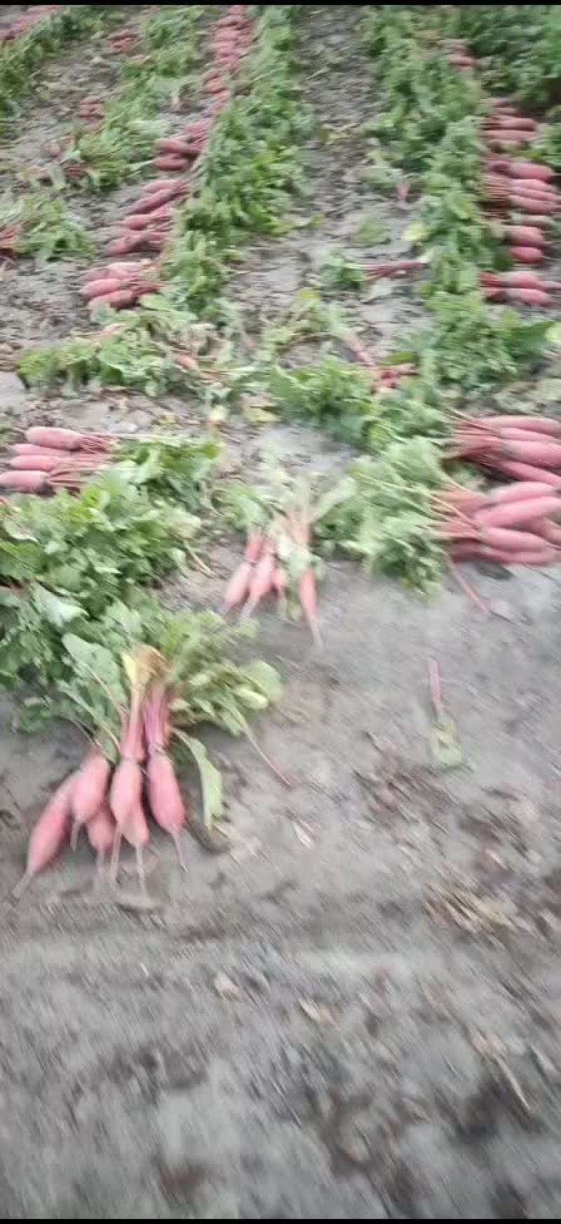 沙地红皮萝卜上市