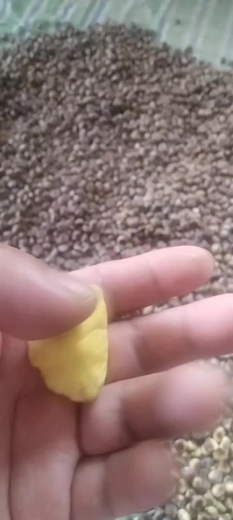2002新上市栗子开始大量有货了