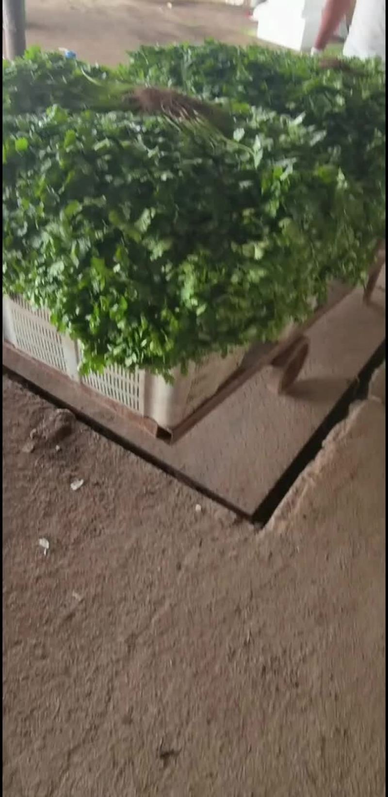 香菜波菜西芹娃娃菜韭菜茼蒿菜