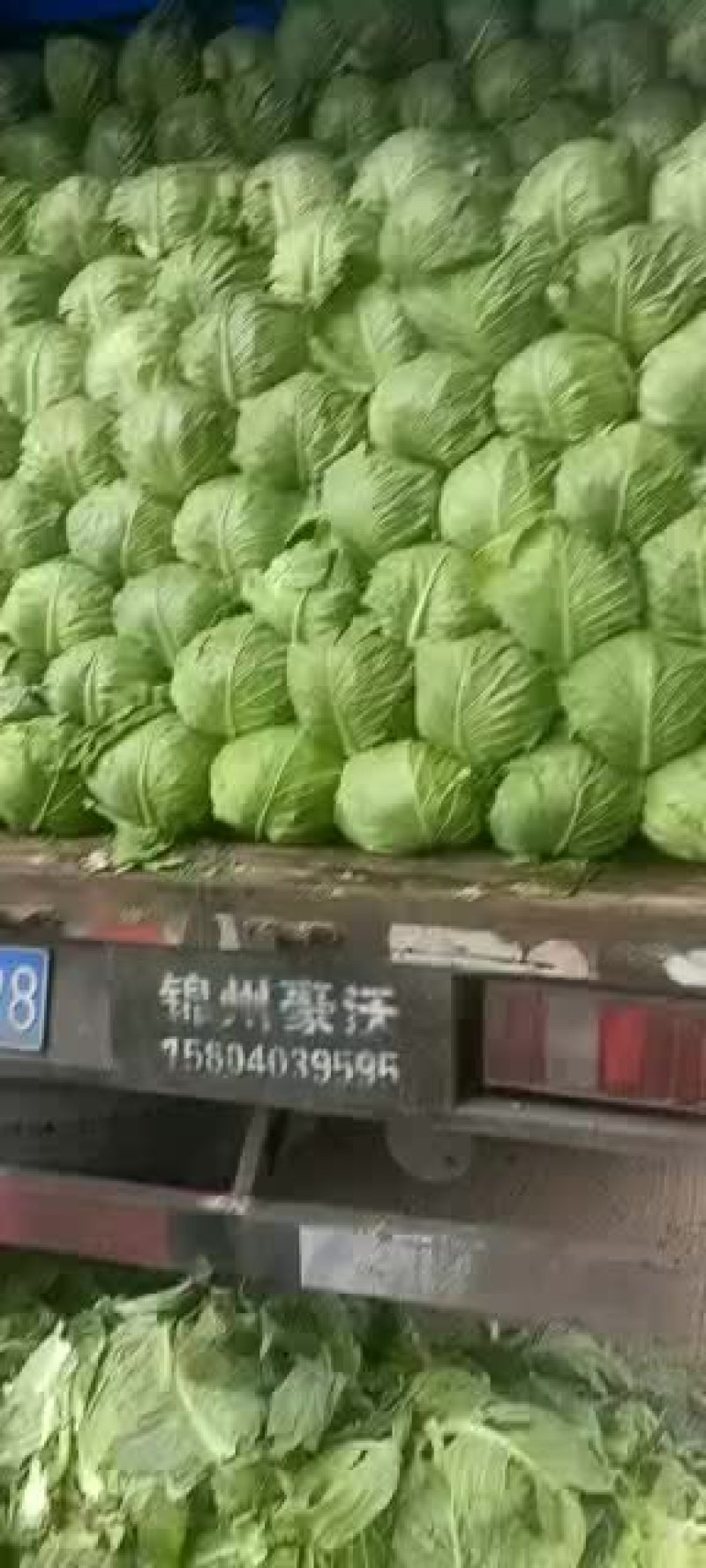 宣甘蓝