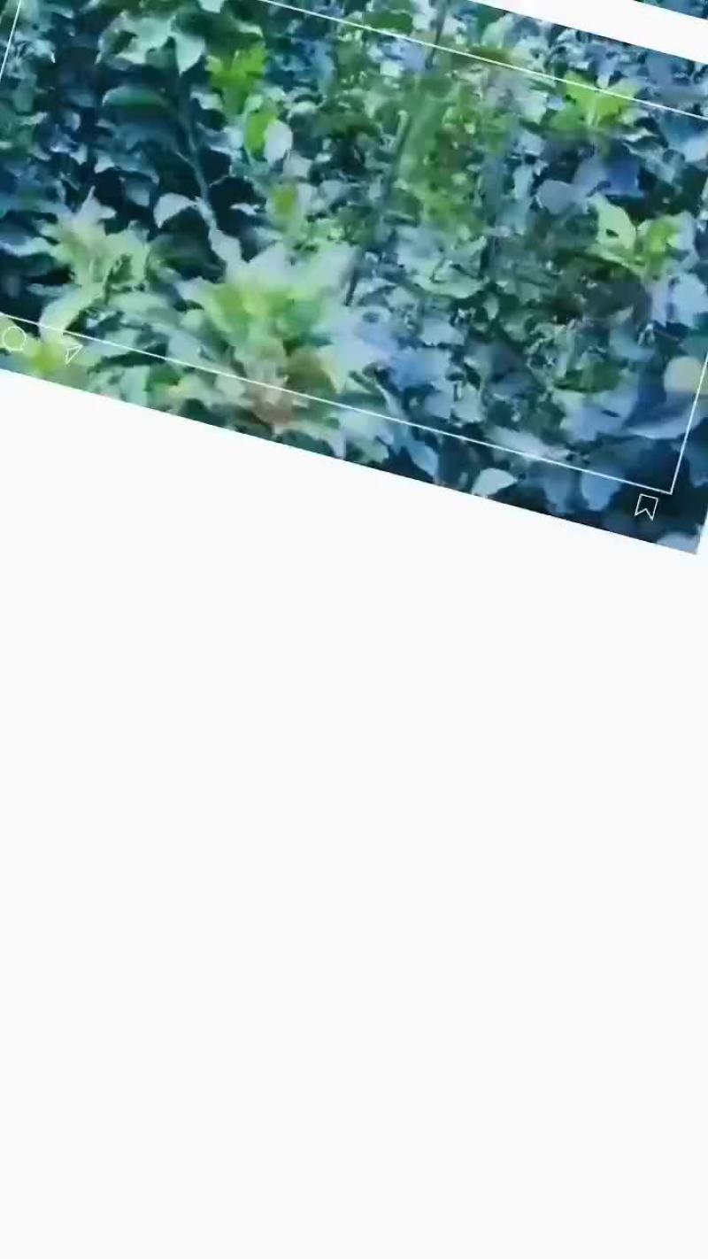 青岛青森苹果