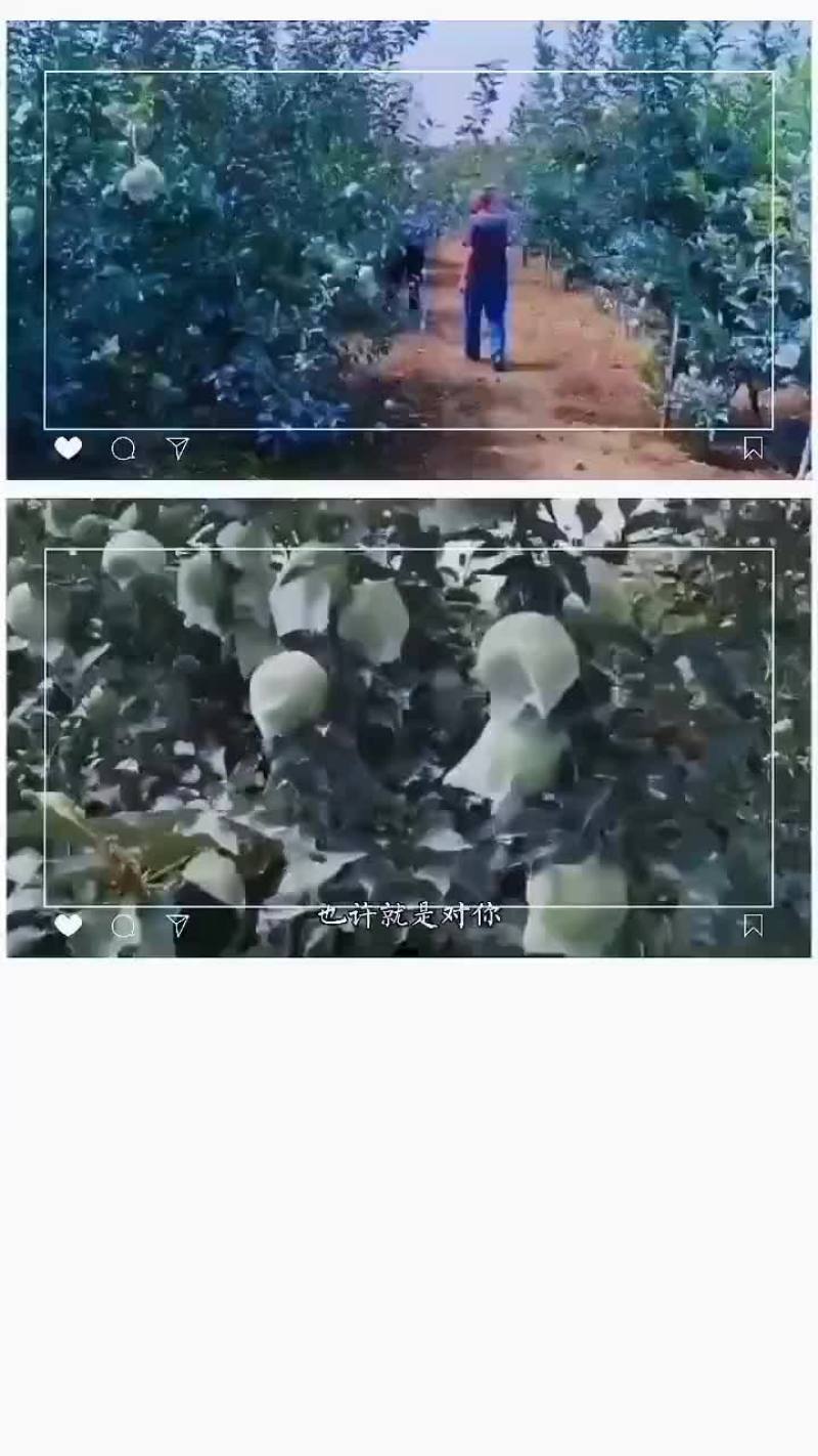 青岛青森苹果