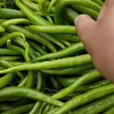 辣椒二荆条
