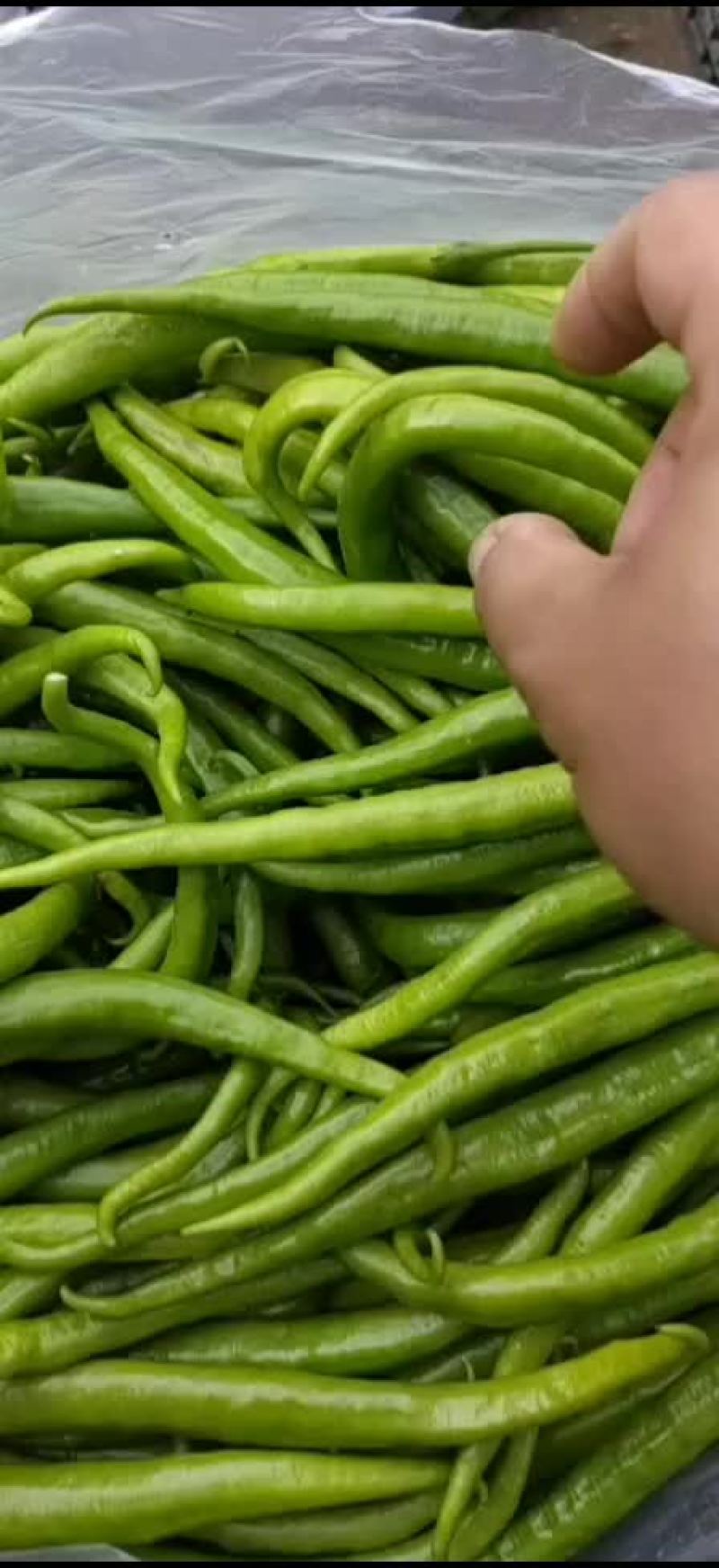 辣椒二荆条
