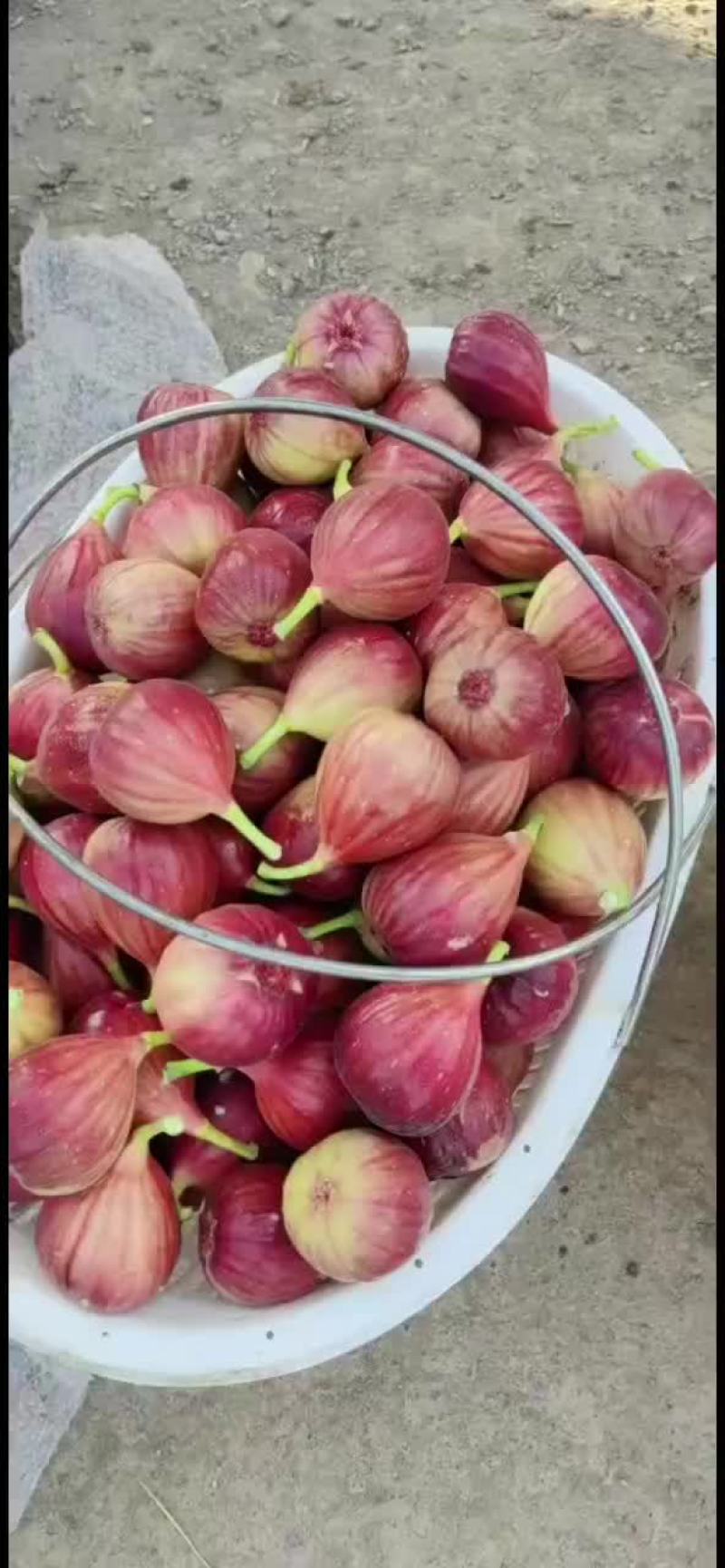 河南无花果，无花果苗