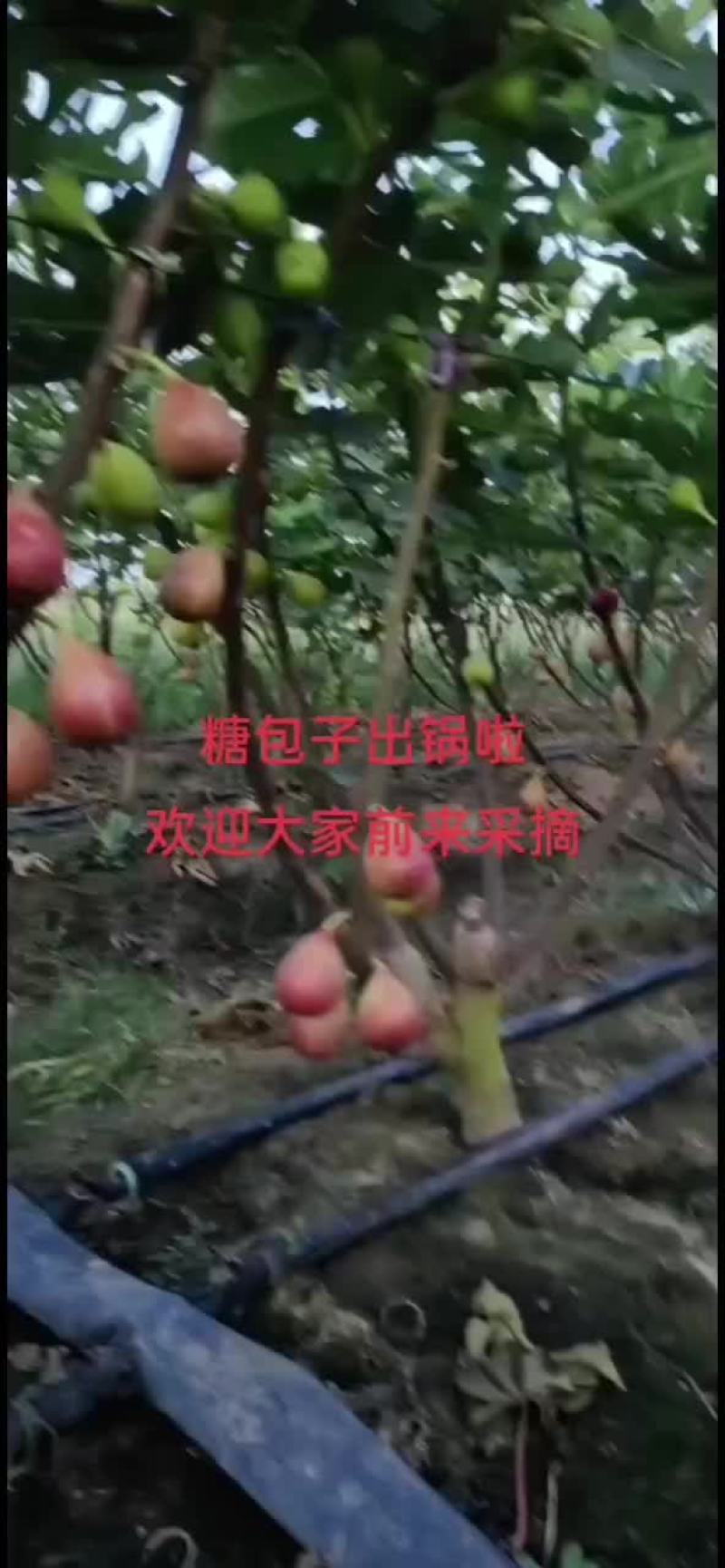河南无花果，无花果苗