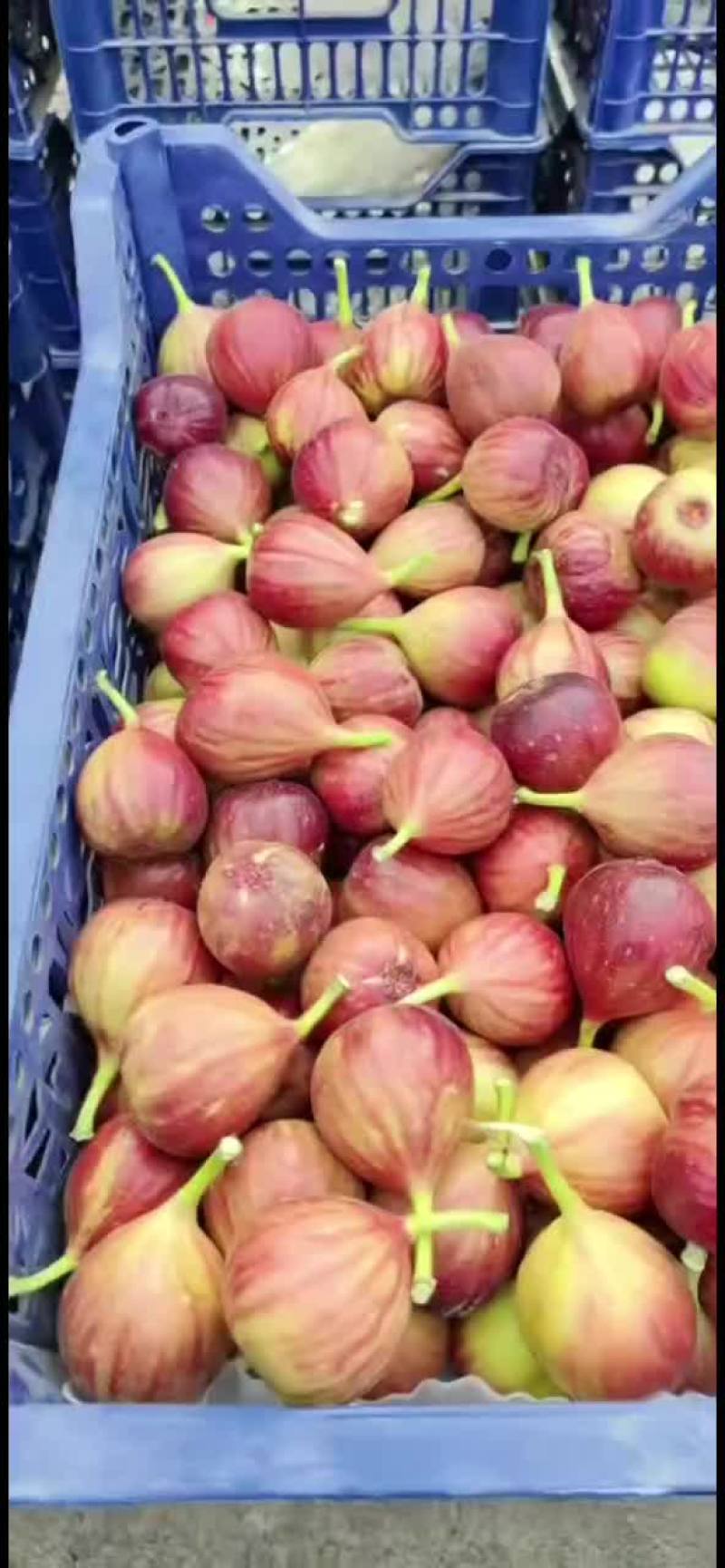 河南无花果，无花果苗