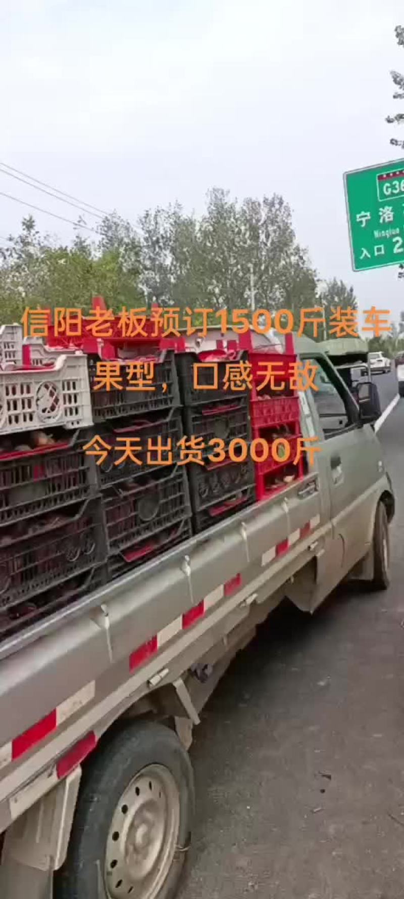 河南无花果，无花果苗
