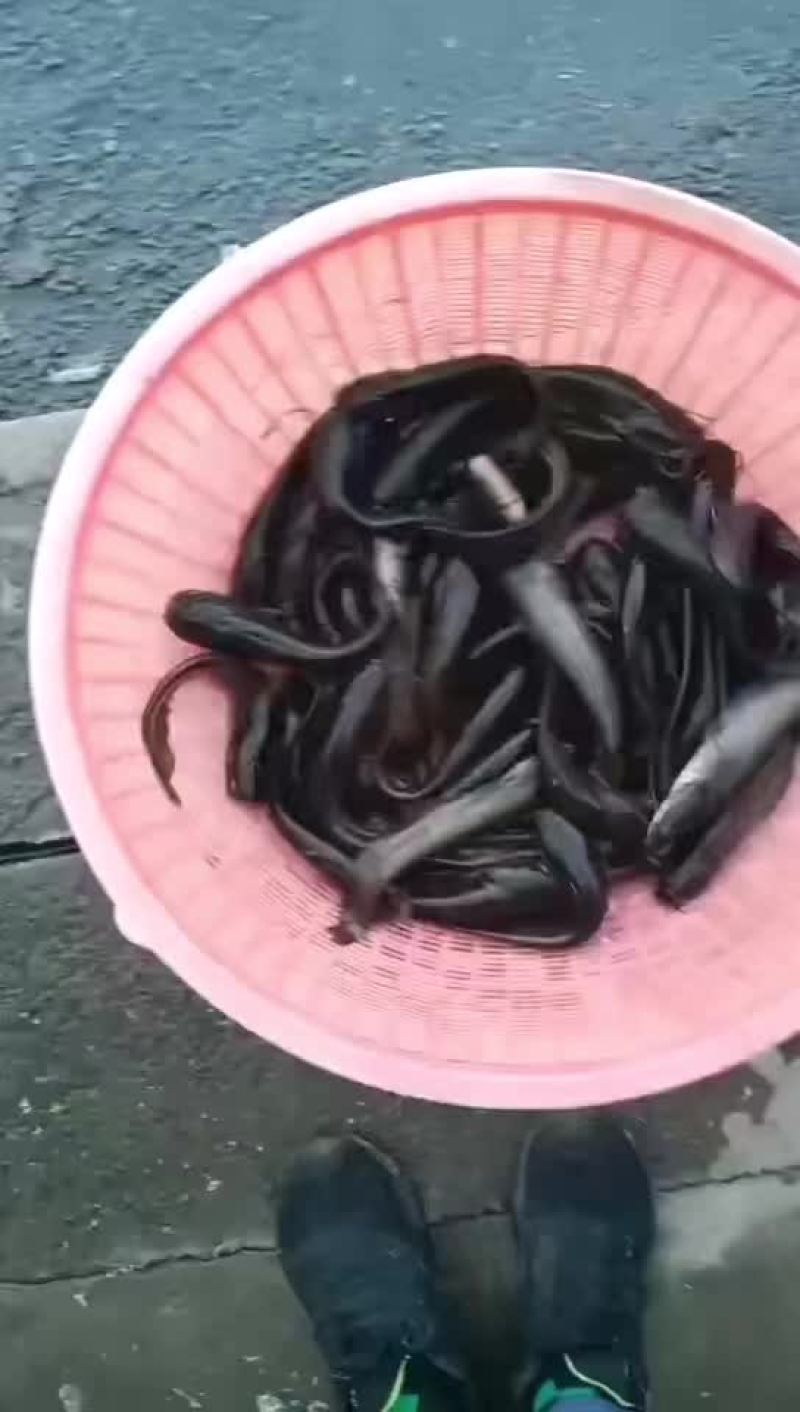 小鲶鱼、产源地（鸭绿江）