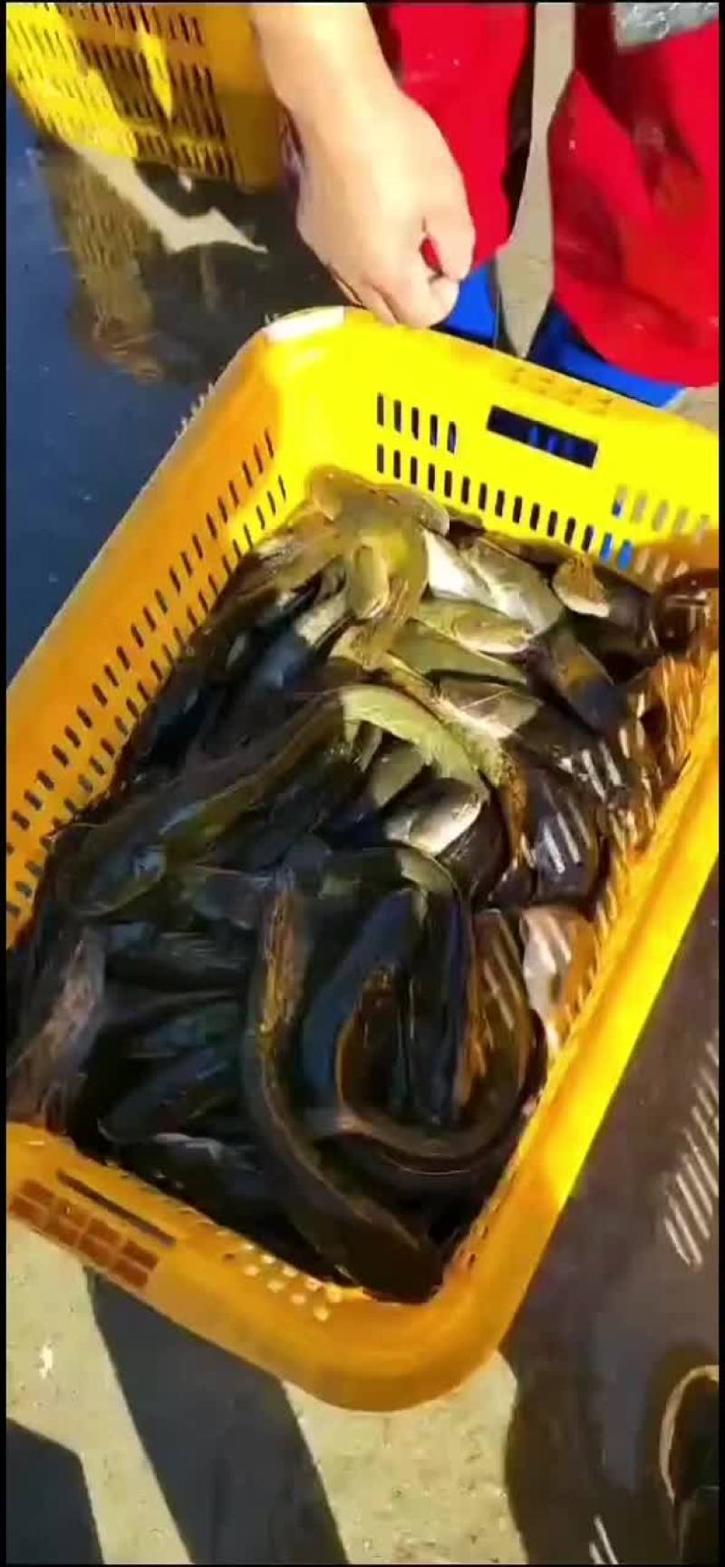 小鲶鱼、产源地（鸭绿江）