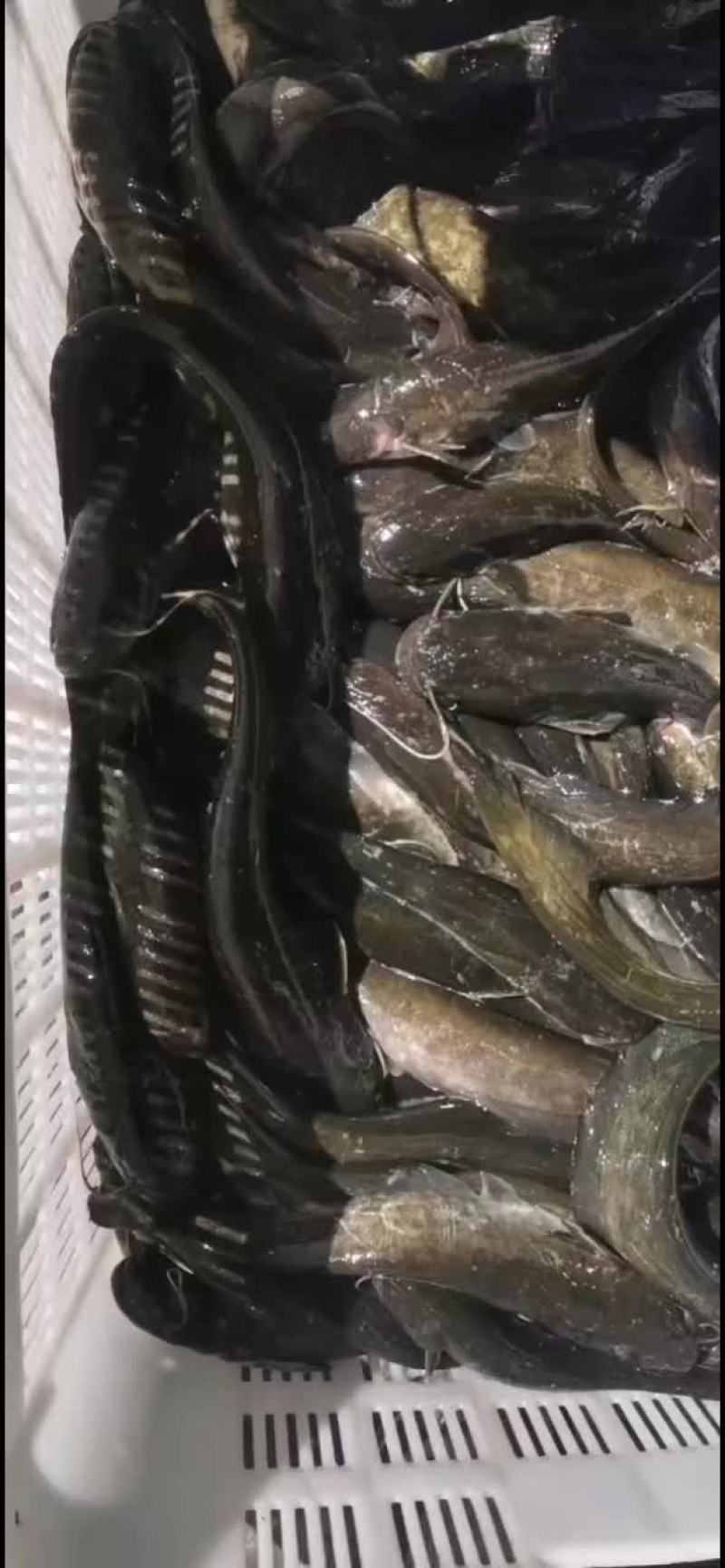 小鲶鱼、产源地（鸭绿江）